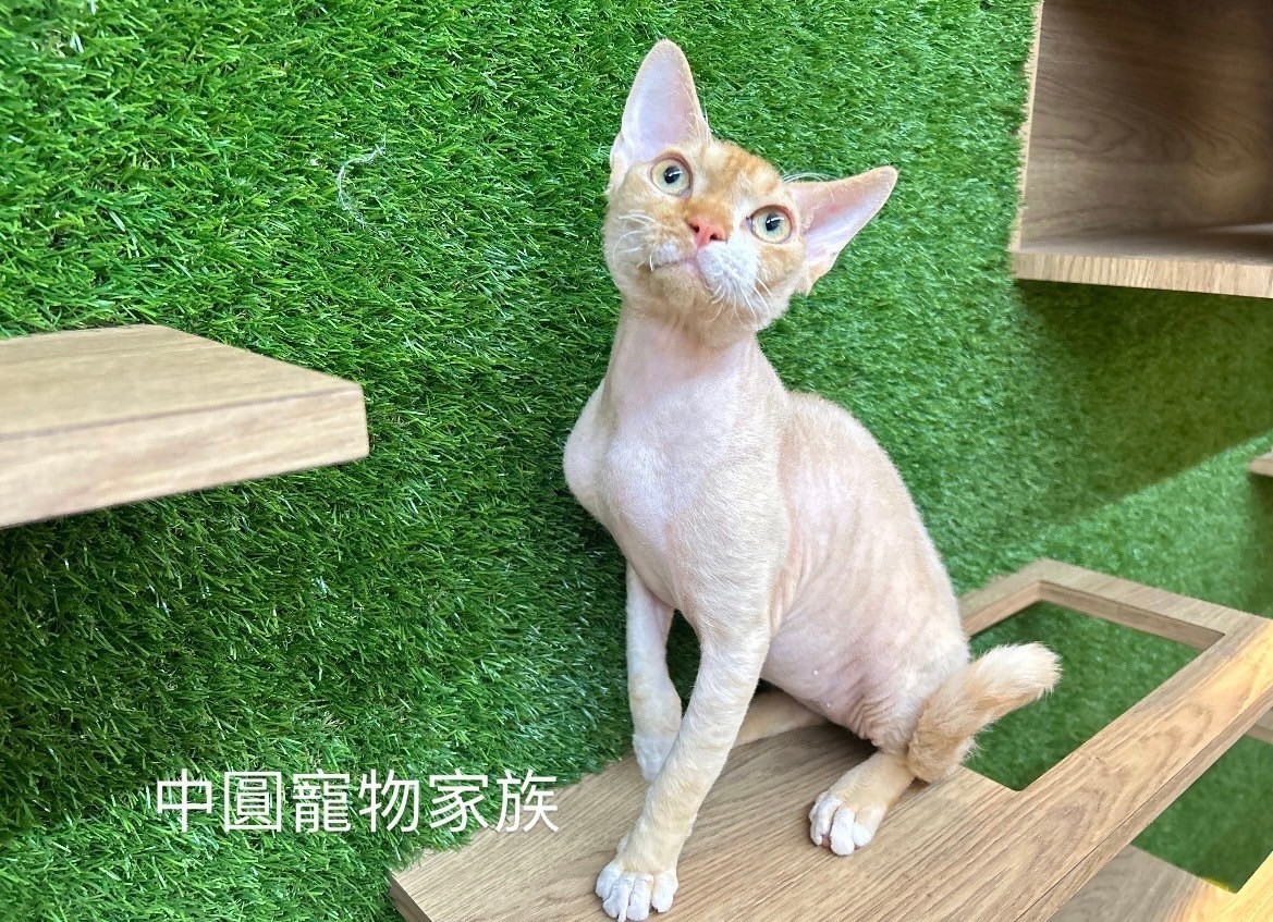 中圓寵物家族／紅白德文捲毛貓