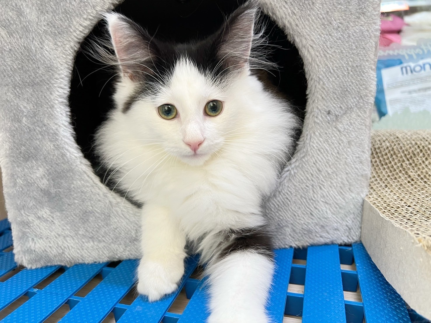 中圓寵物家族／黑白色挪威森林貓