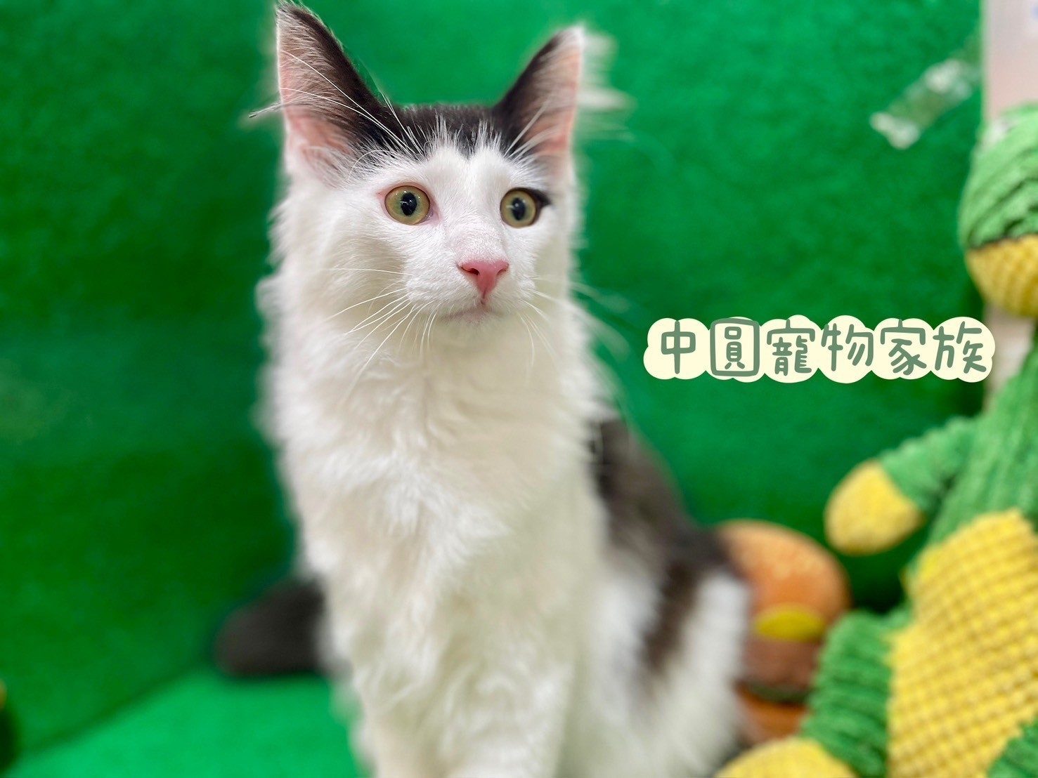 中圓寵物家族／黑白色挪威森林貓
