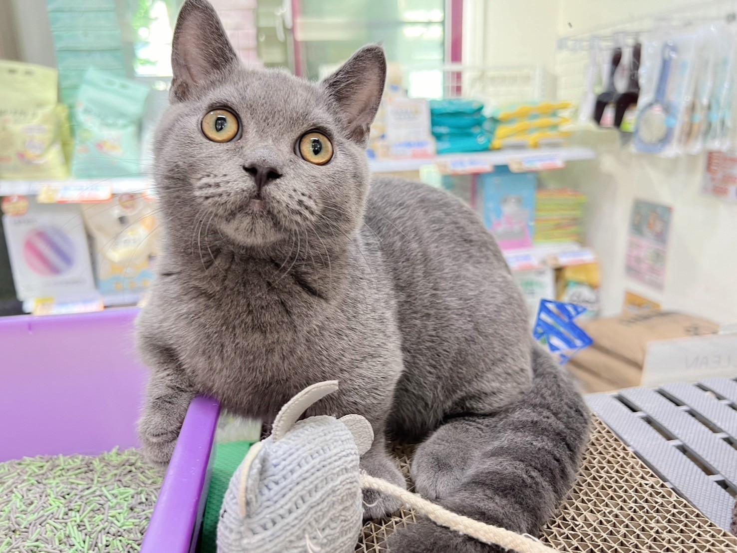 中圓寵物家族／藍色曼赤肯