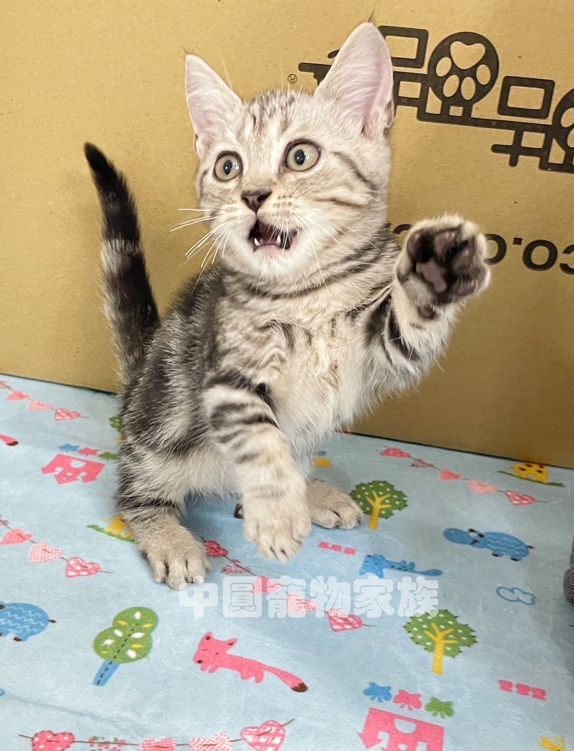 中圓寵物家族／銀白色曼赤肯