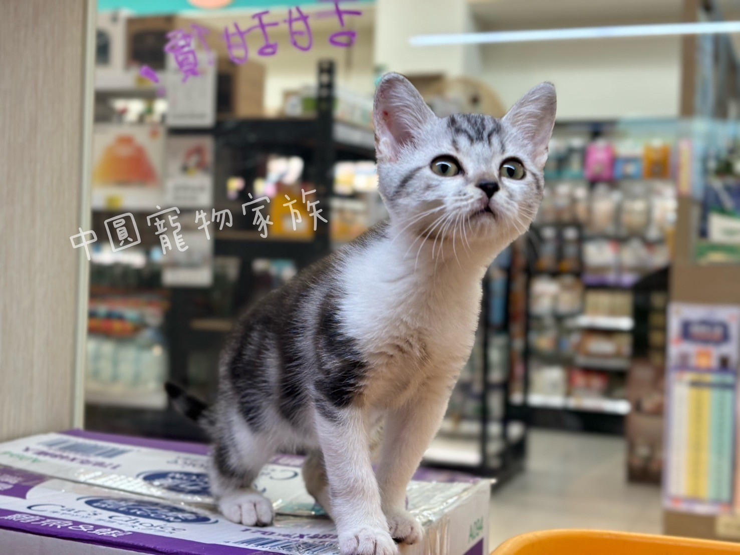 中圓寵物家族／銀白螺旋紋美國短毛貓