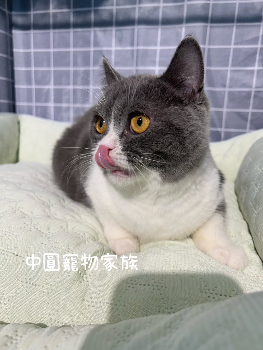 中圓寵物家族／藍白賓士英國短毛貓