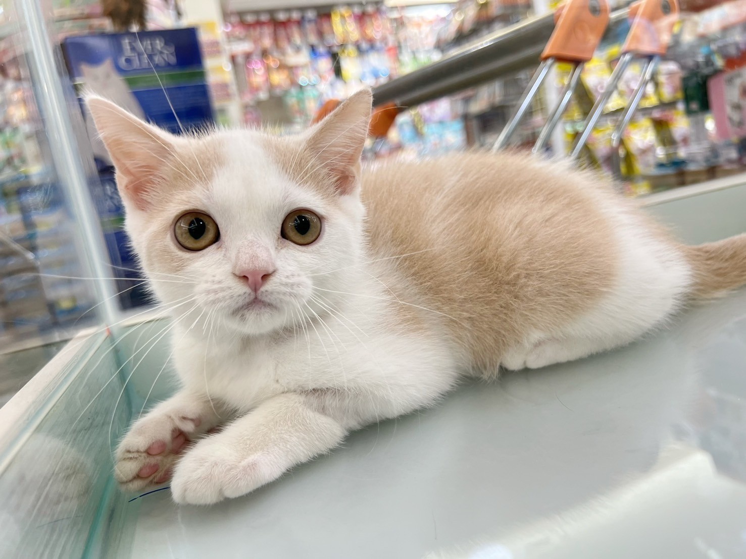 中圓寵物家族／奶油賓士英國短毛貓