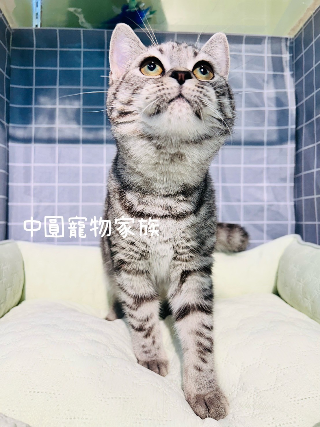 中圓寵物家族／銀虎斑英國短毛貓