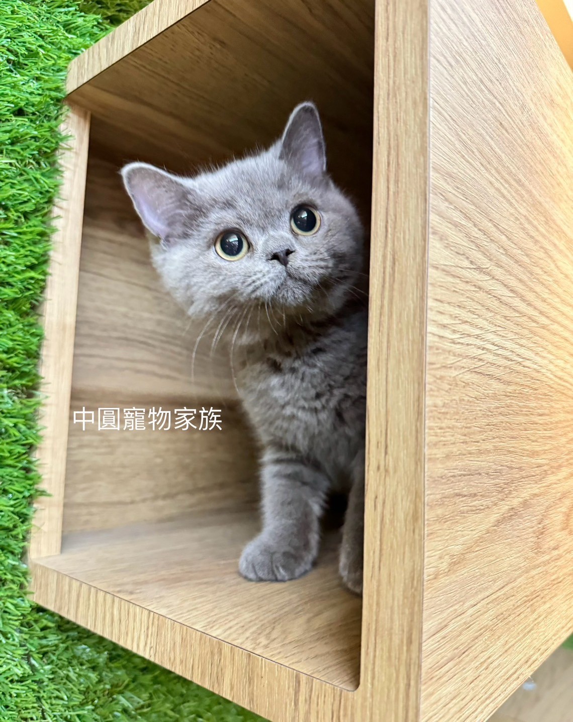 中圓寵物家族／藍色英國短毛貓