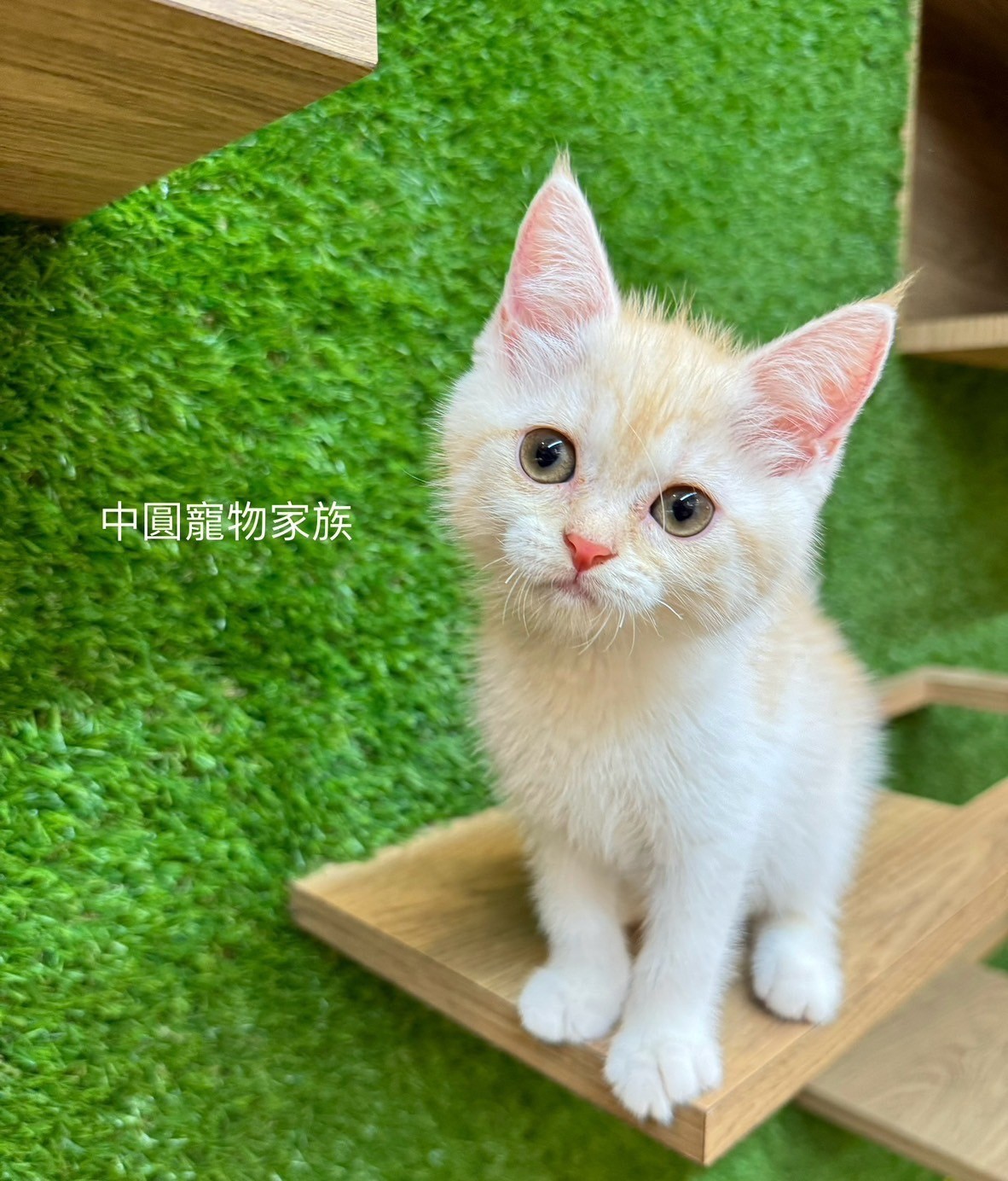 中圓寵物家族／奶油白英國短毛貓