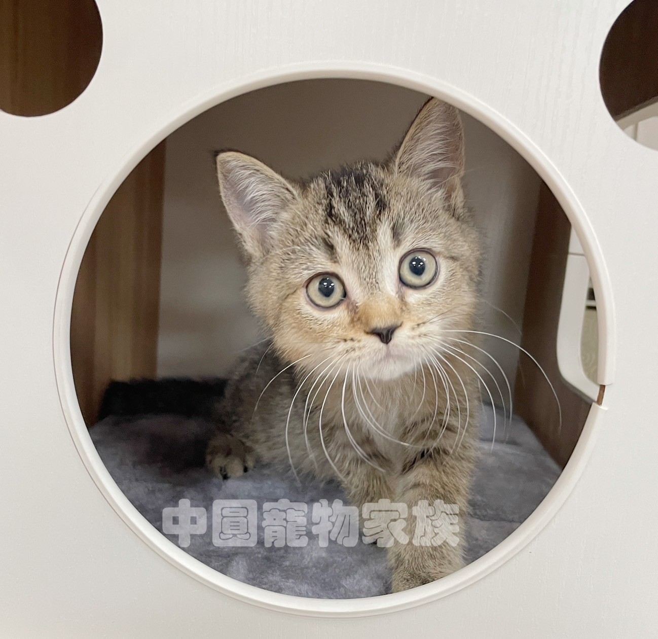 中圓寵物家族／黑金色英國短毛貓