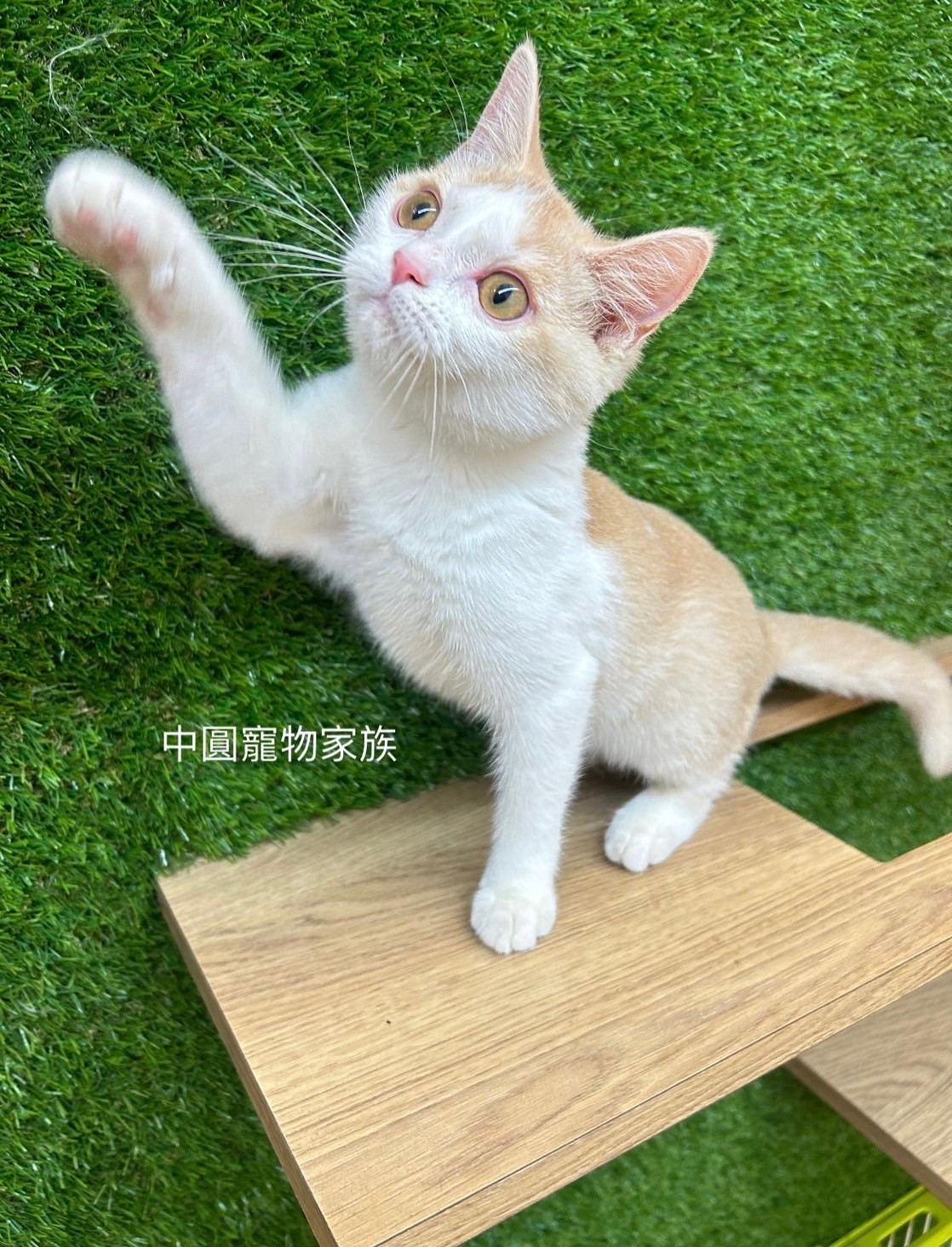 中圓寵物家族／奶油白英國短毛貓