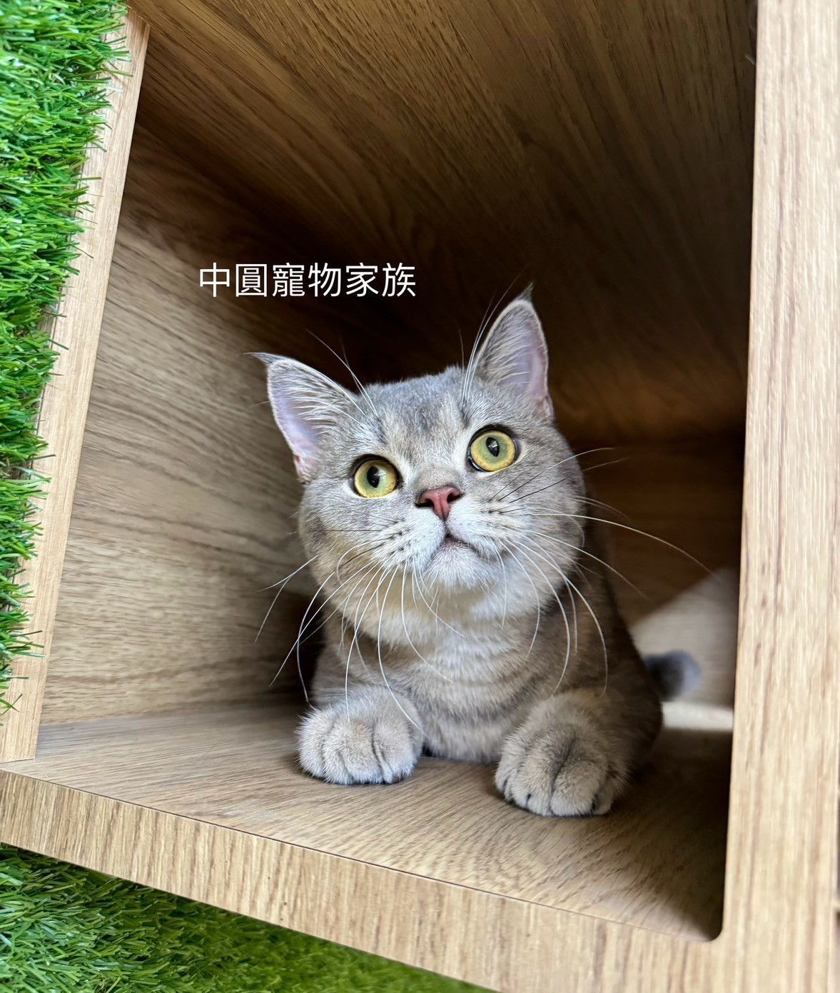 中圓寵物家族／藍奶漸層英國短毛貓