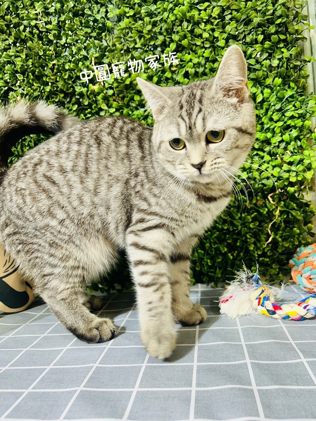 中圓寵物家族／銀虎斑英國短毛貓