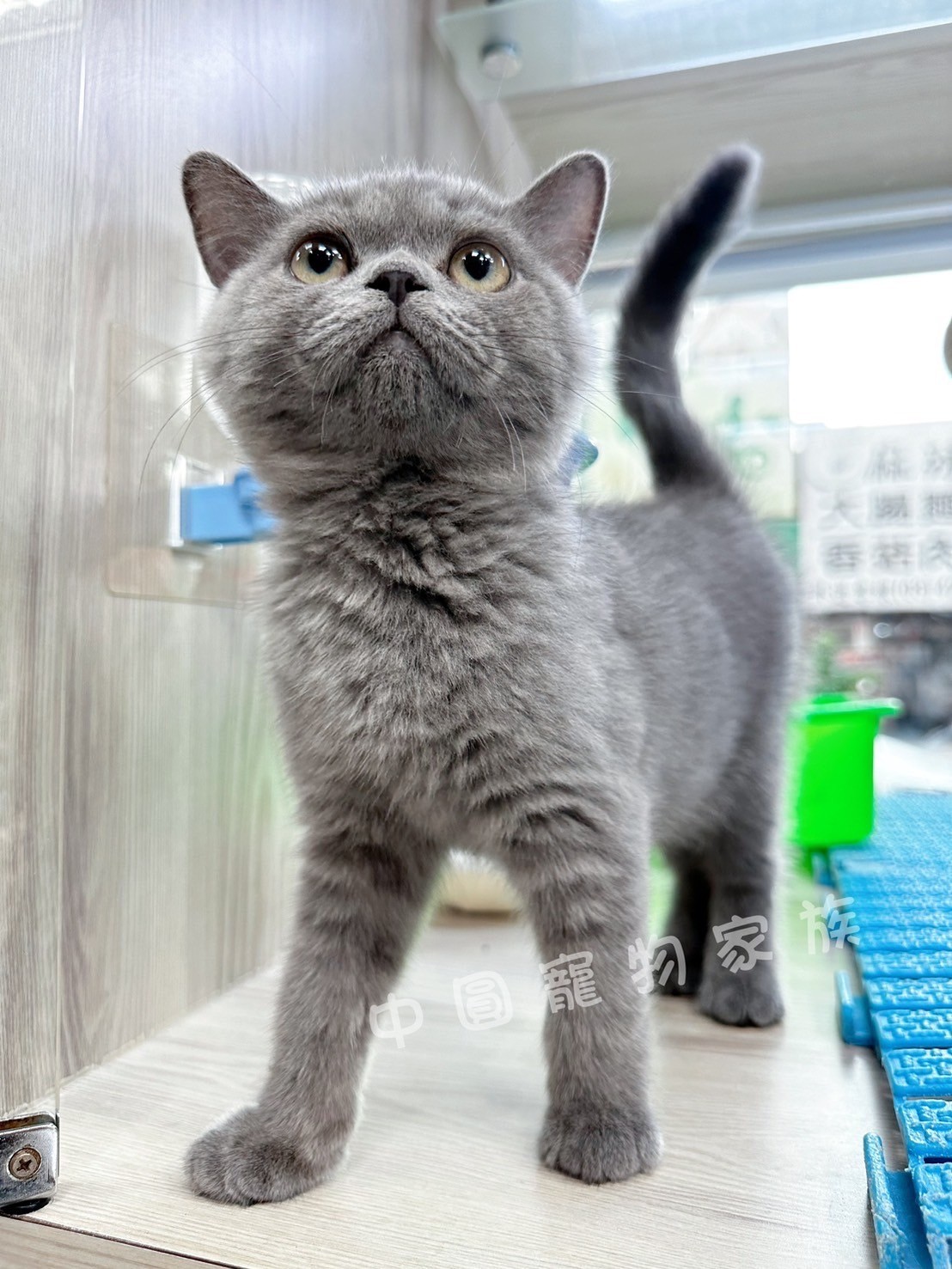 中圓寵物家族／藍色英國短毛貓