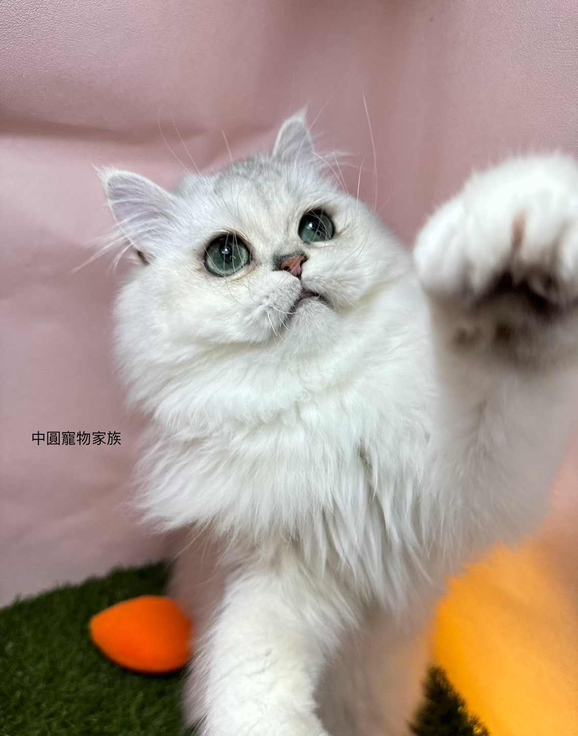 中圓寵物家族／銀漸層英國長毛貓- 小白故事| 幼犬貓買賣知識分享| 合法寵物店