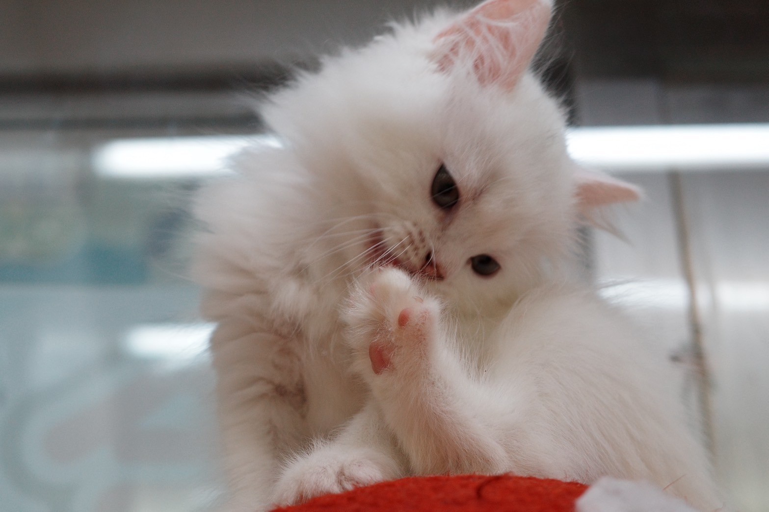 中圓寵物家族／白色英國長毛貓