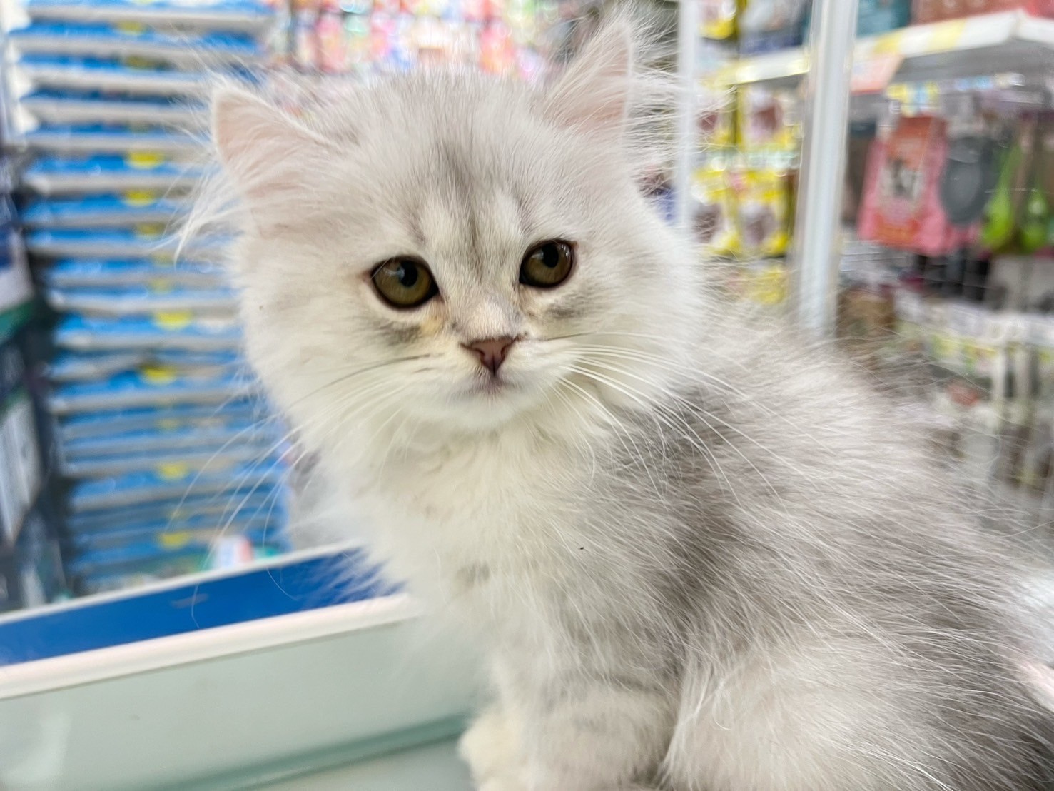 中圓寵物家族／銀漸層英國長毛貓