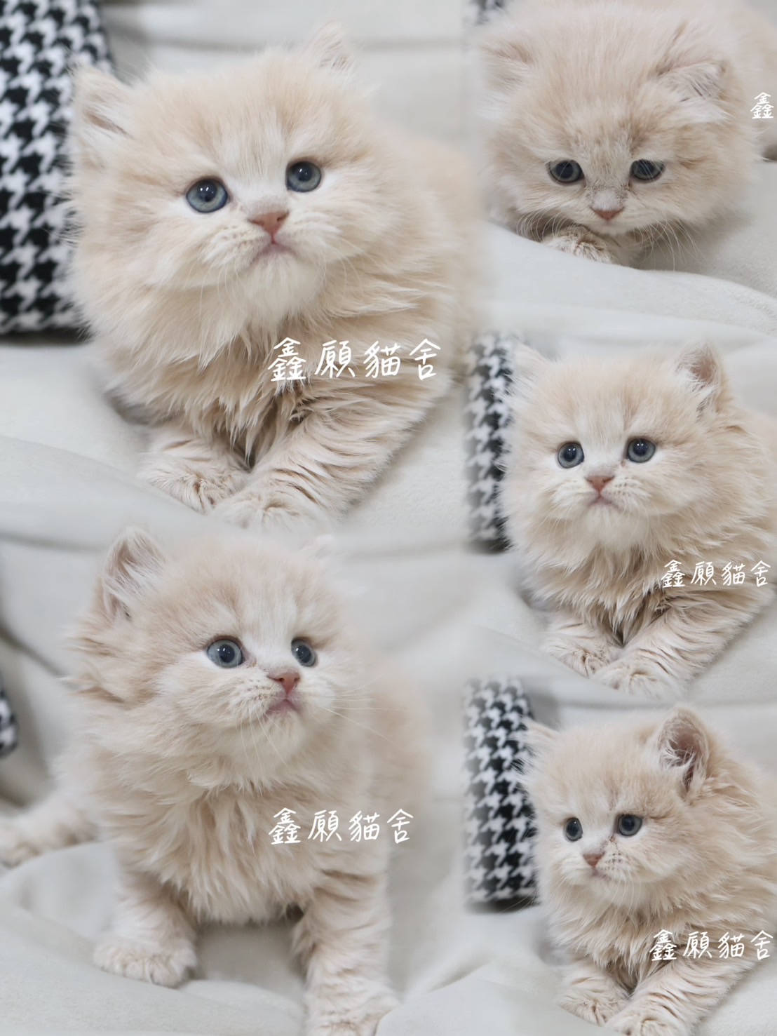 鑫願貓舍／奶油色英國長毛貓