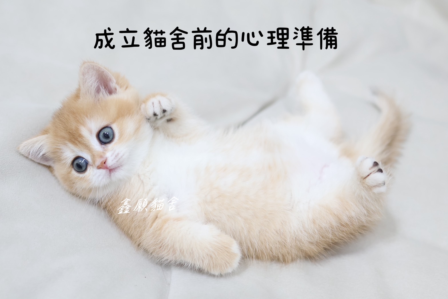 鑫願貓舍 / 成立貓舍前的心理準備