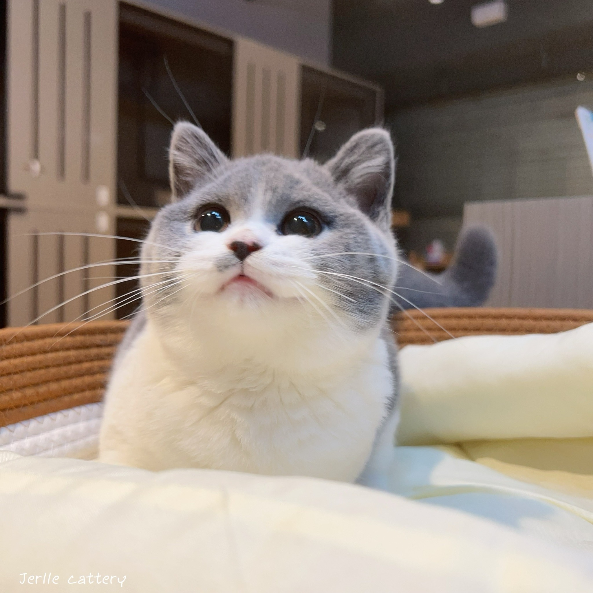 愛神寵物 吉利貓／藍白色英國短毛貓