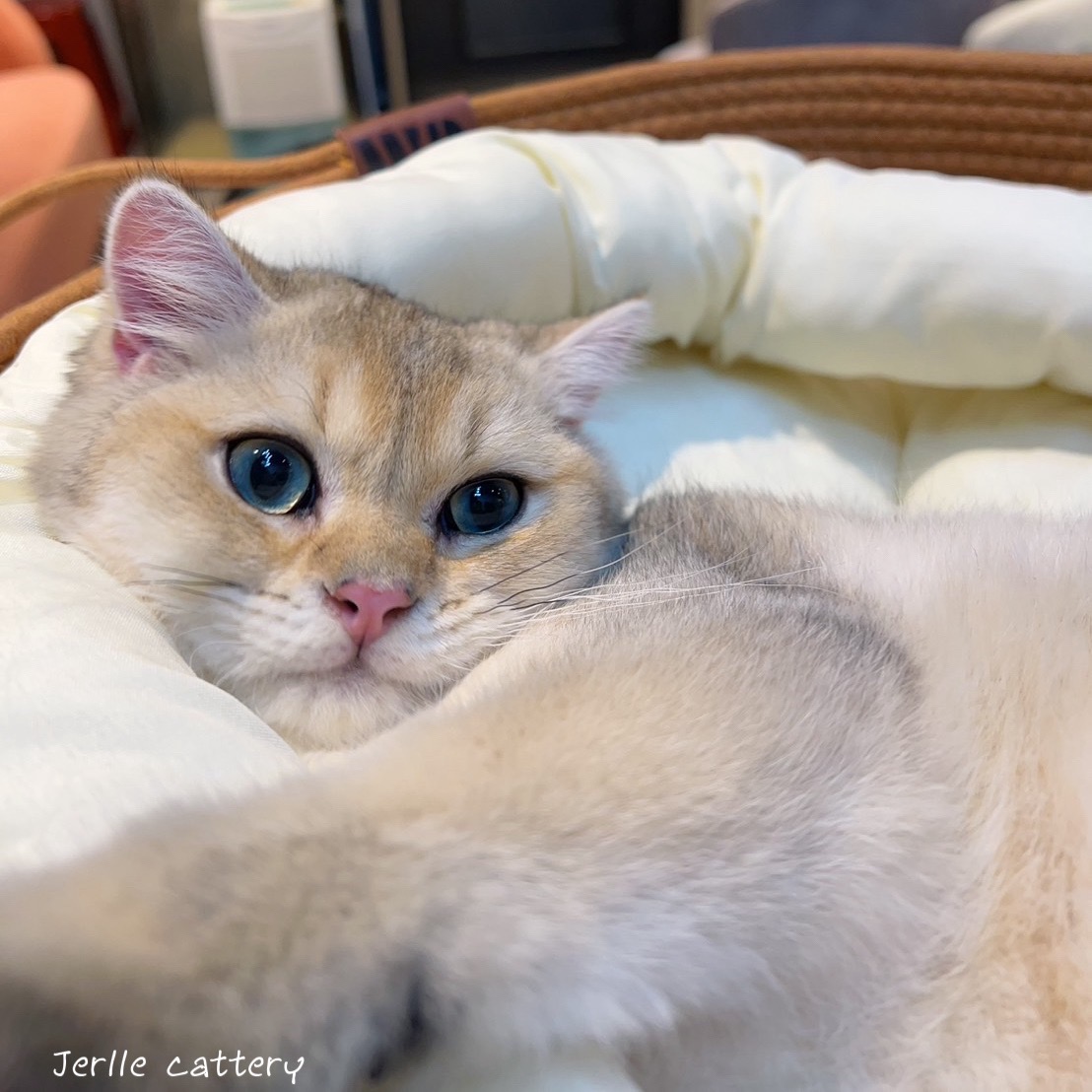 愛神寵物 吉利貓／金漸層英國短毛貓