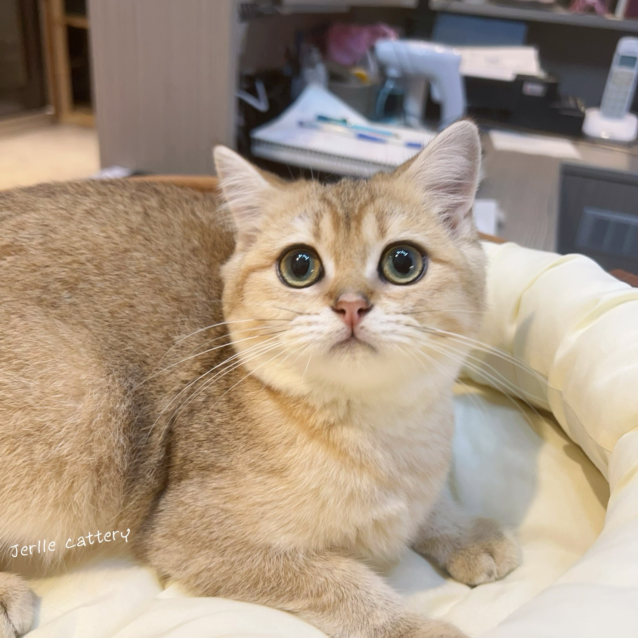 愛神寵物 吉利貓／金漸層 藍金漸層英國短毛貓