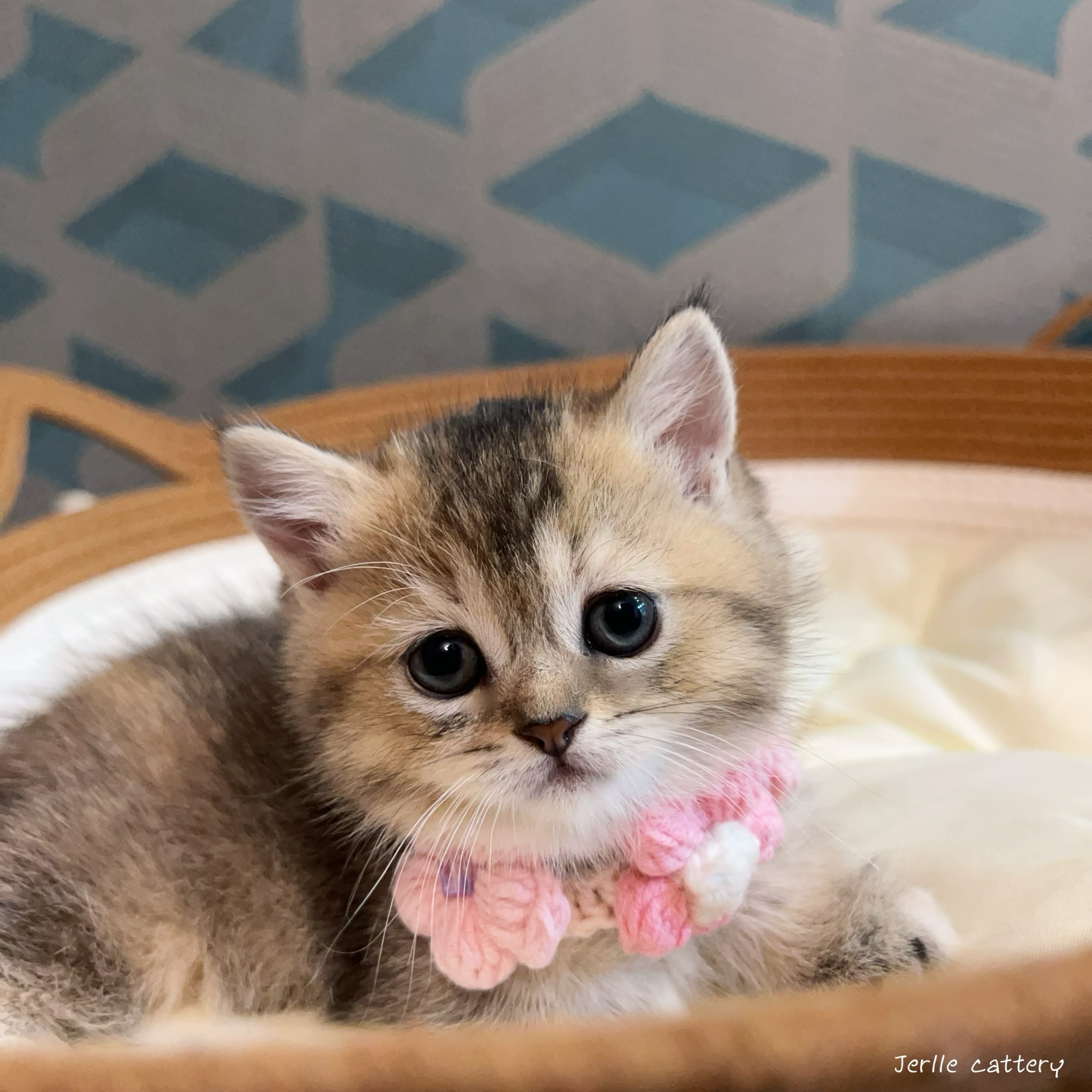 愛神寵物 吉利貓／巧克力金虎斑英國短毛貓