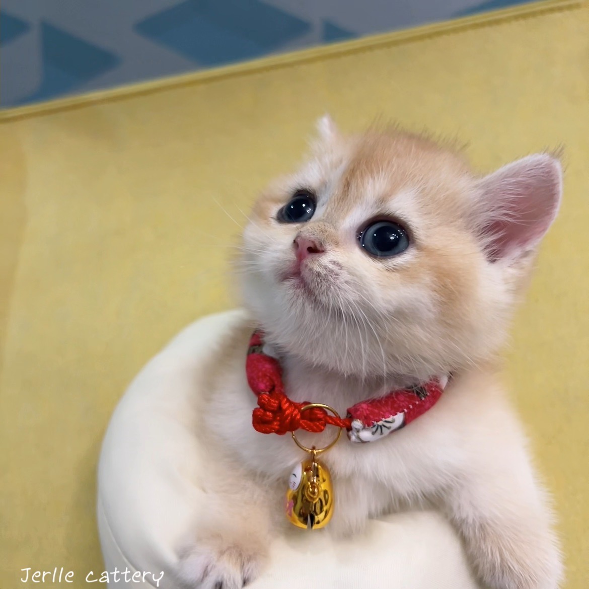 愛神寵物 吉利貓／金漸層英國短毛貓