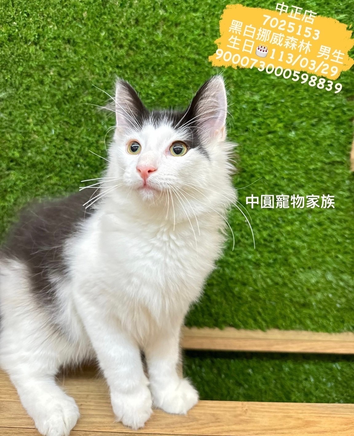 中圓寵物家族／黑白色挪威森林貓