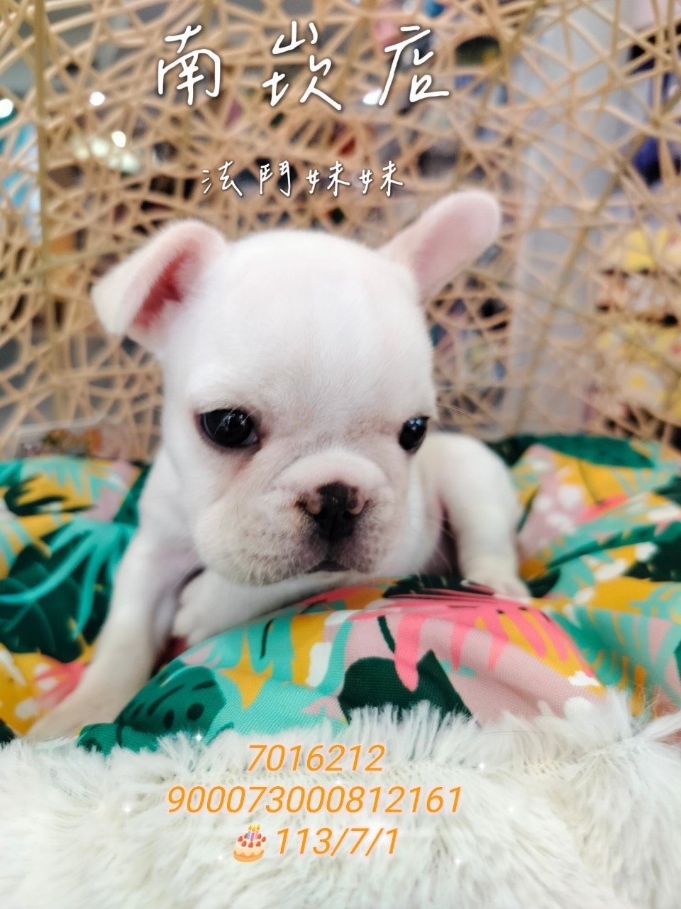 中圓寵物家族／奶白色法國鬥牛犬