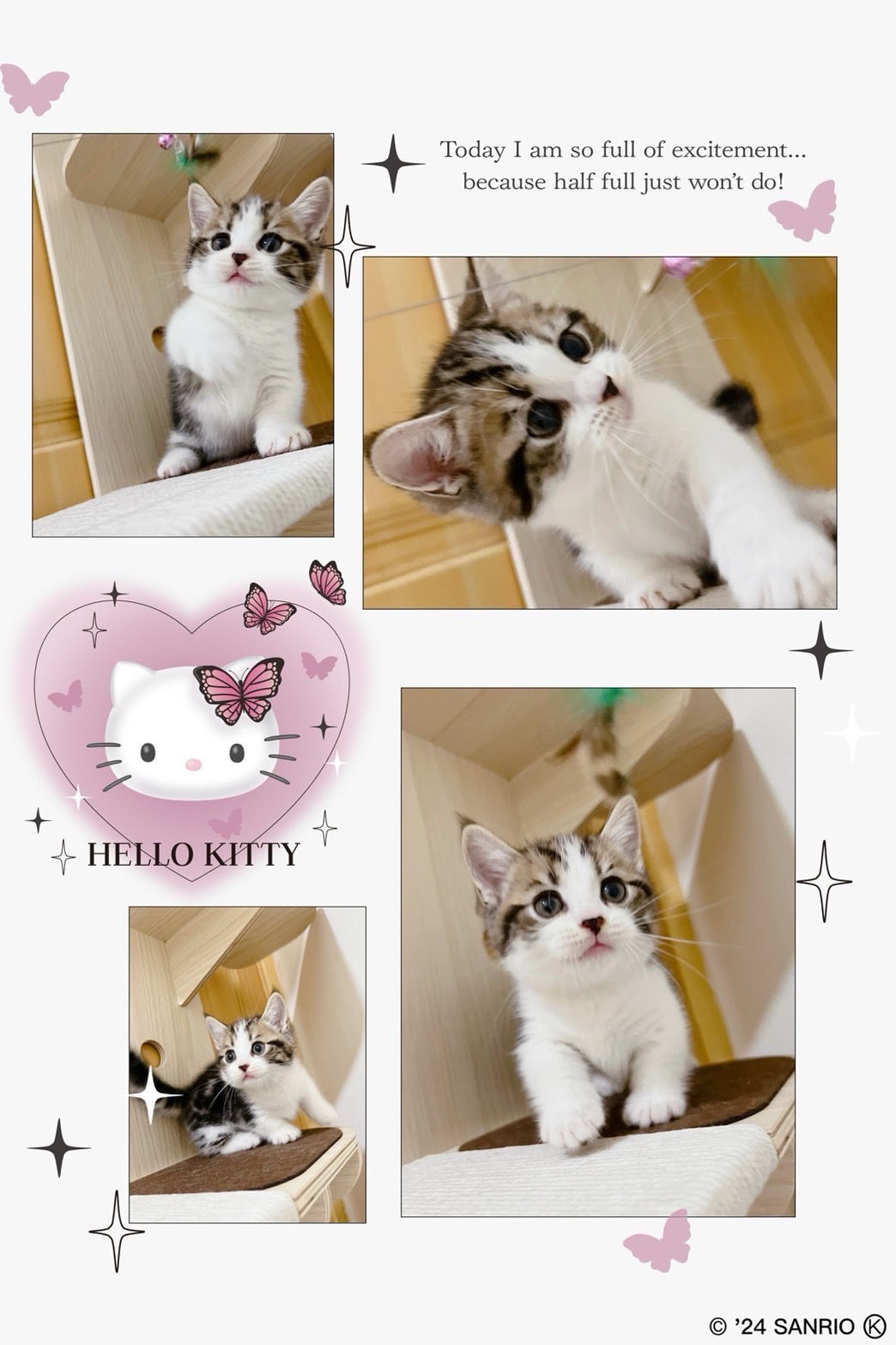 布魯斯貓舍／虎斑賓士曼赤肯