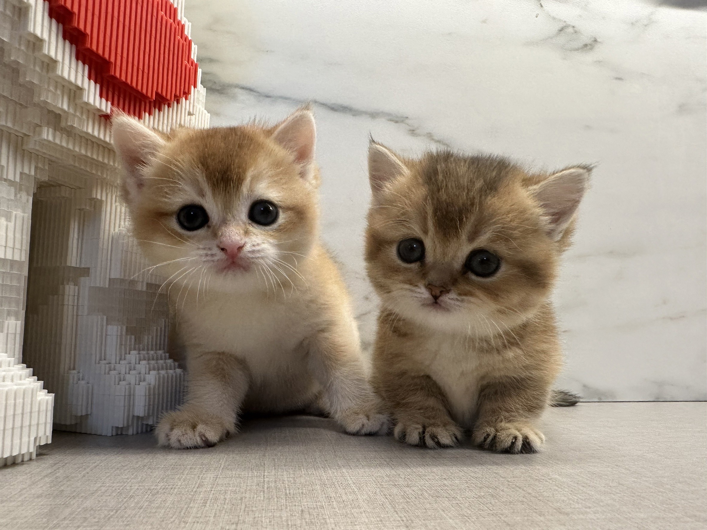 野獸派貓舍／金漸層英國短毛貓