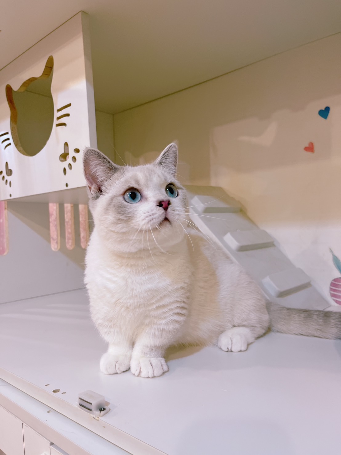 星光貓舍／山貓雙色曼赤肯