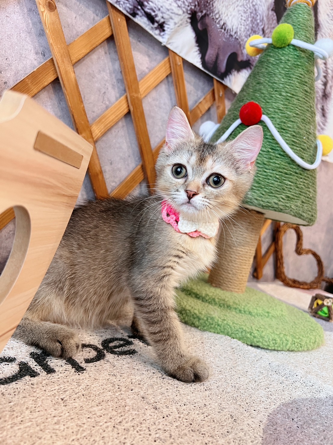 金瑟喵屋／黑金漸層英國短毛貓