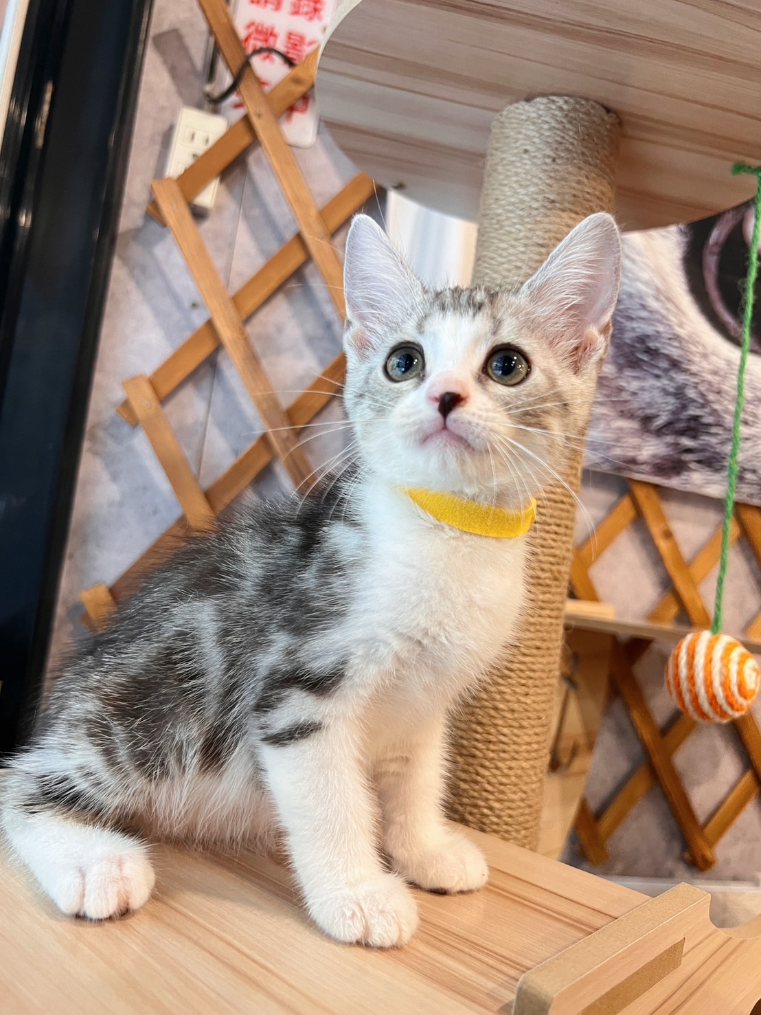 金瑟喵屋／銀白螺旋紋加白美國短毛貓