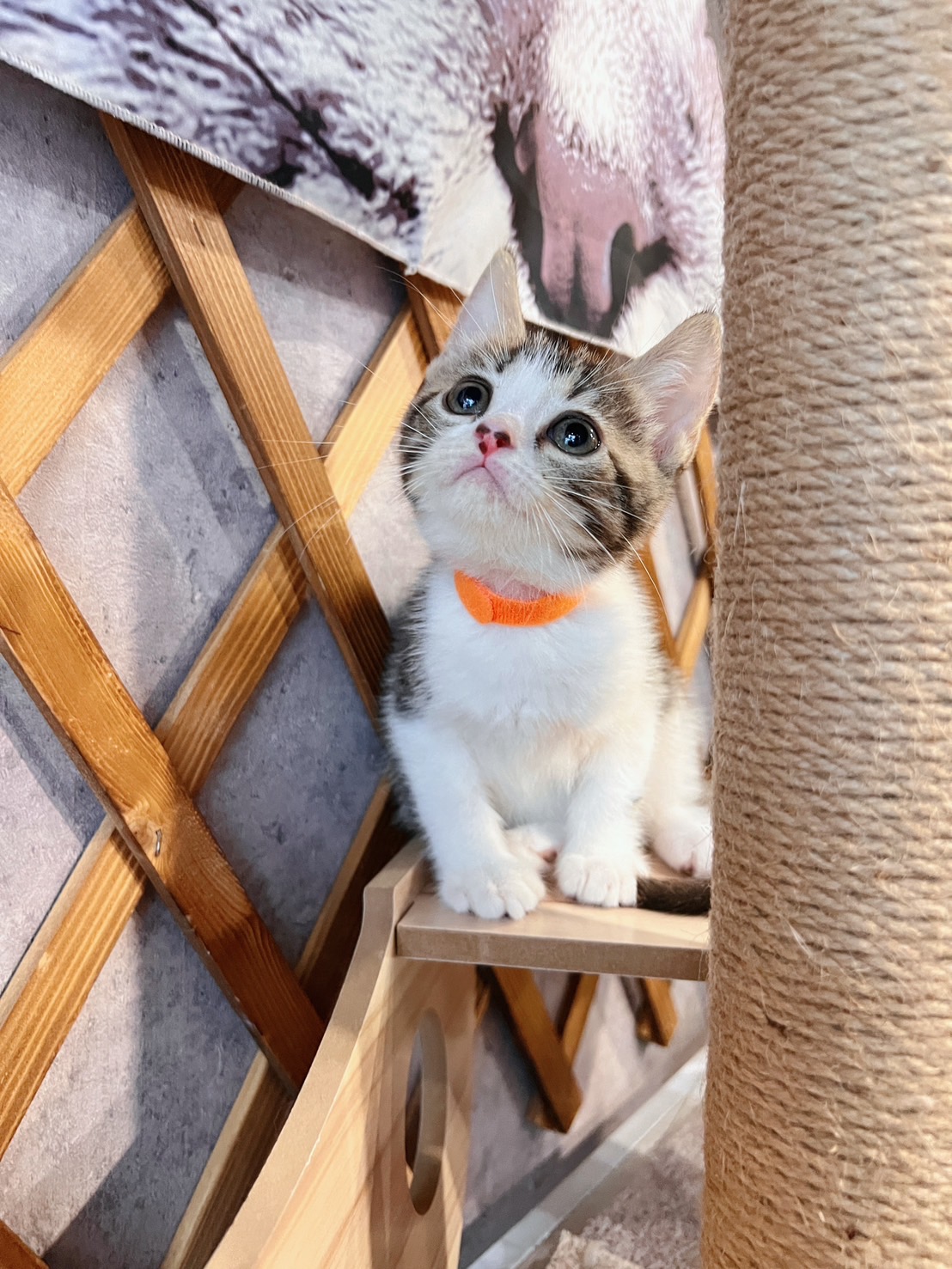 金瑟喵屋／古銅螺旋紋加白美國短毛貓