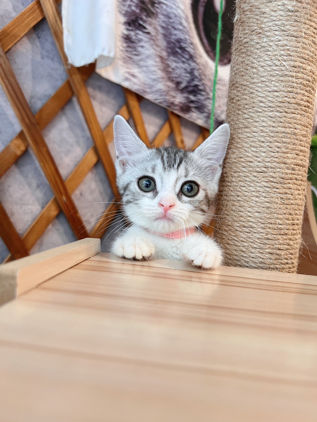 金瑟喵屋／銀白螺旋紋加白美國短毛貓