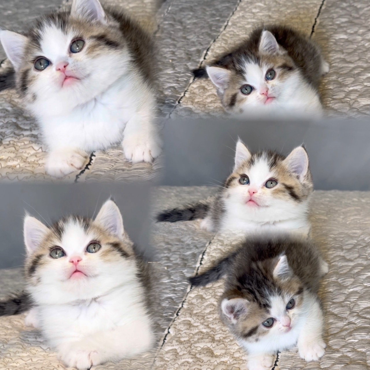 尊爵名皇／金虎斑賓士英國短毛貓