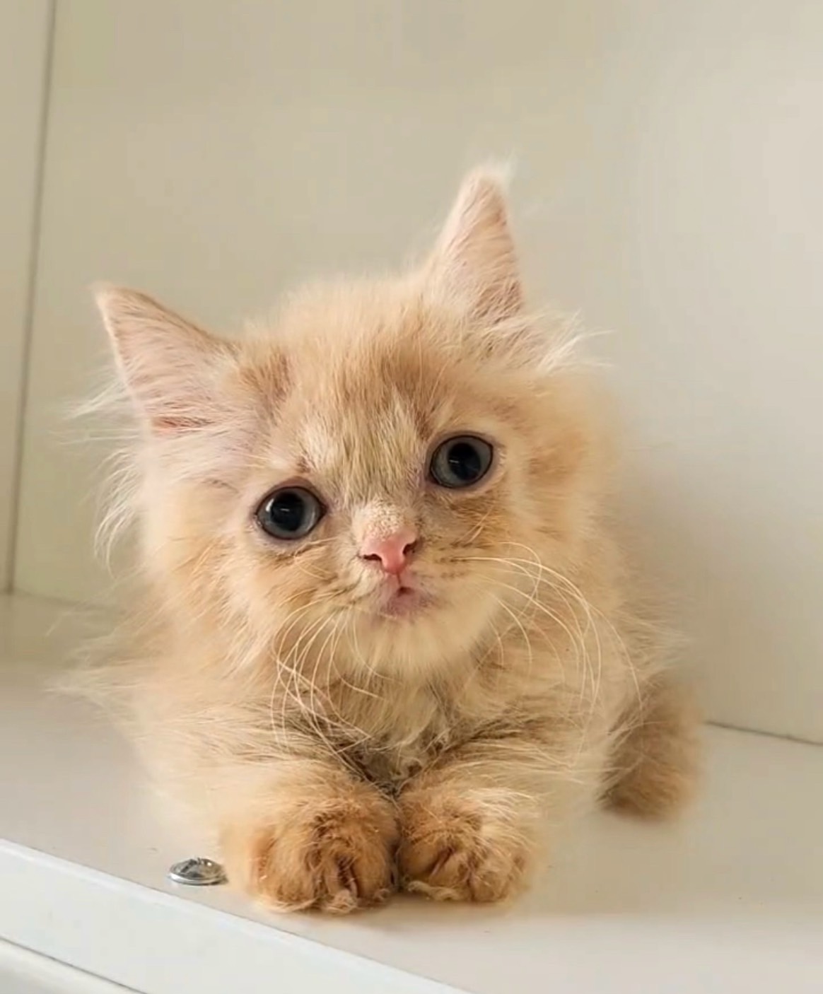 天使貓園／小步舞曲