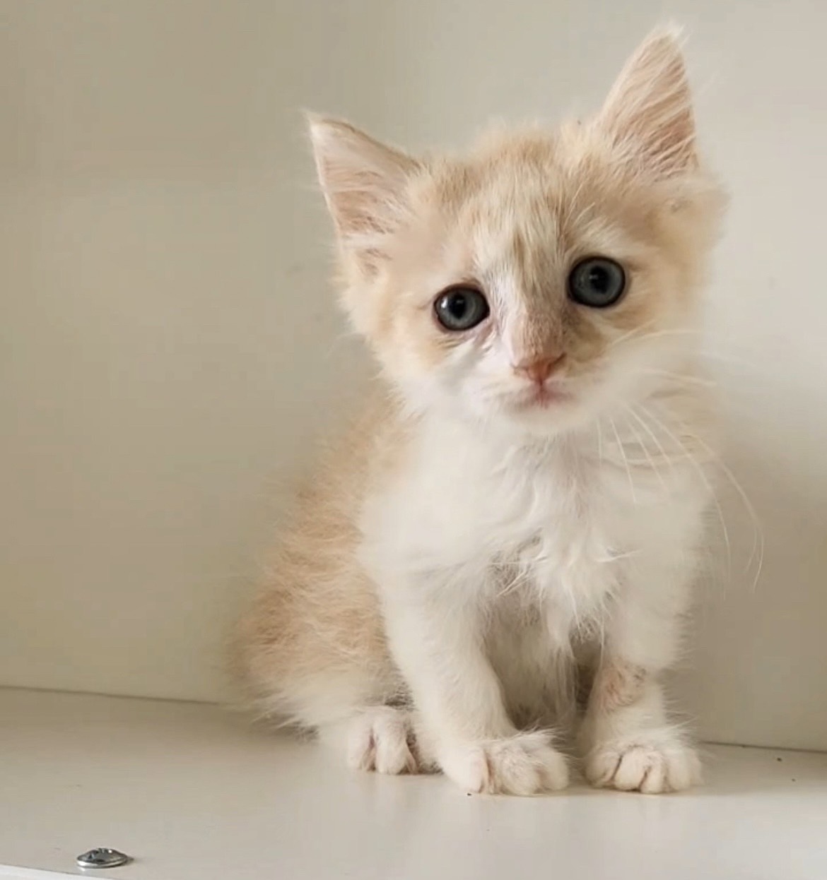 天使貓園／奶白色英國短毛貓