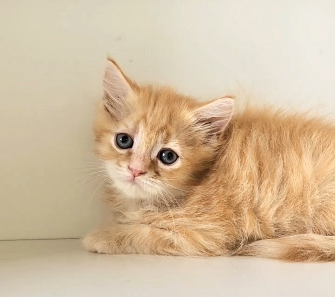 天使貓園／橘色英國短毛貓