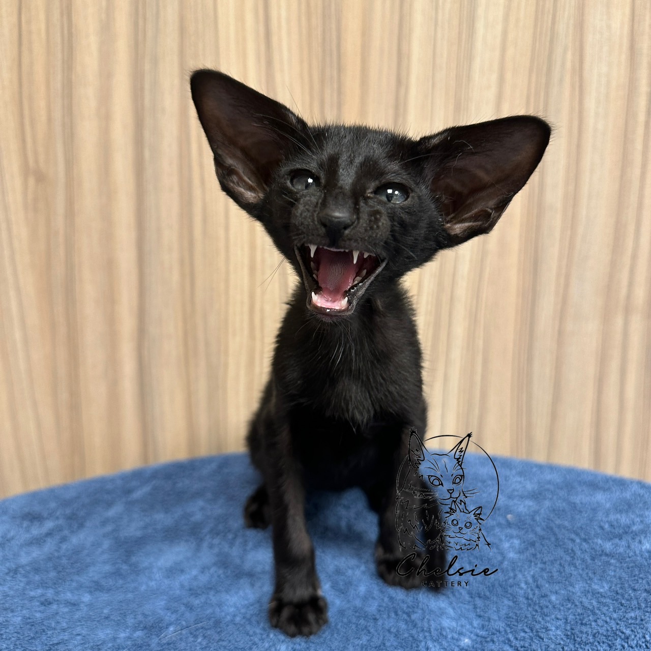 雀而喜貓舍／黑色東方短毛貓