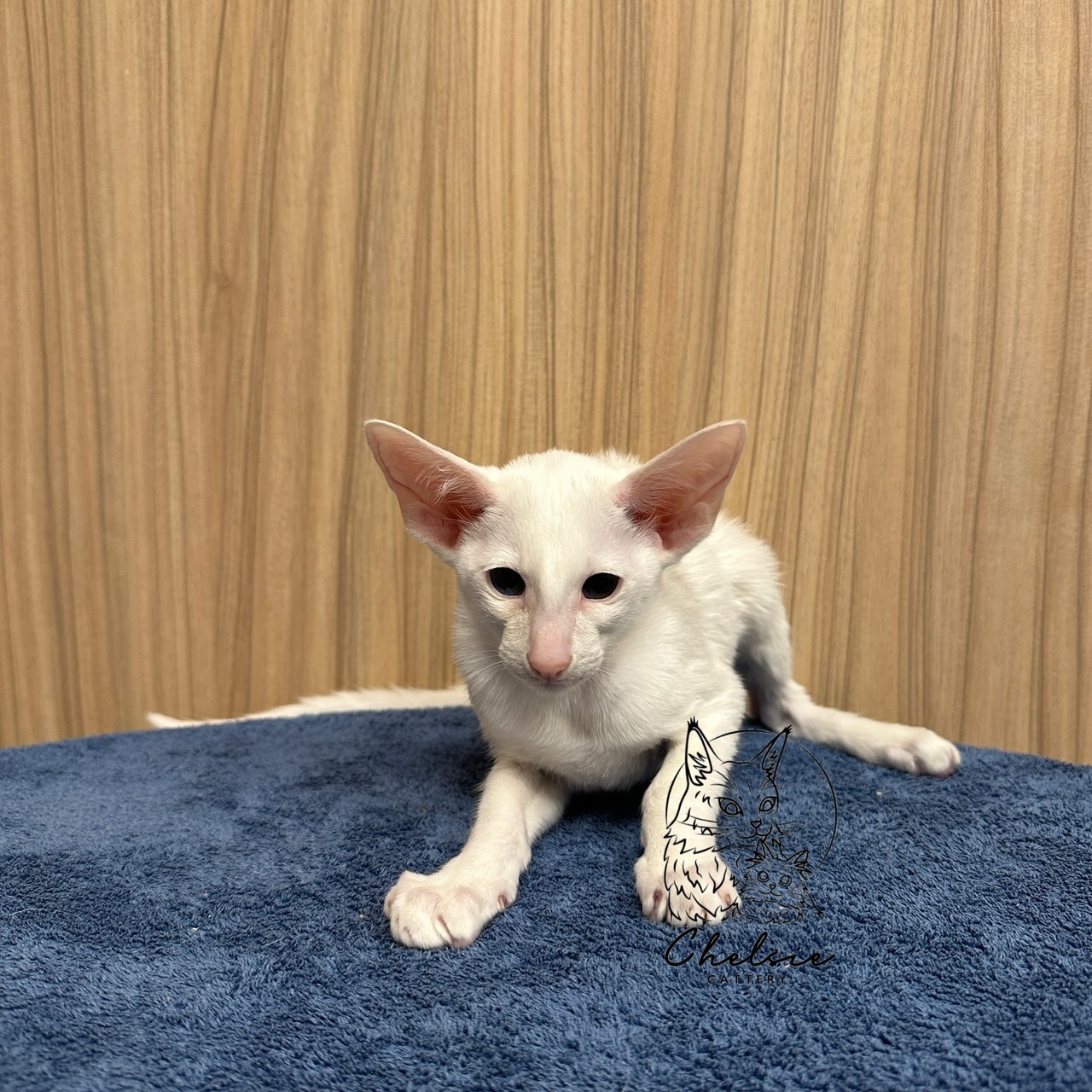 雀而喜貓舍／白色東方短毛貓