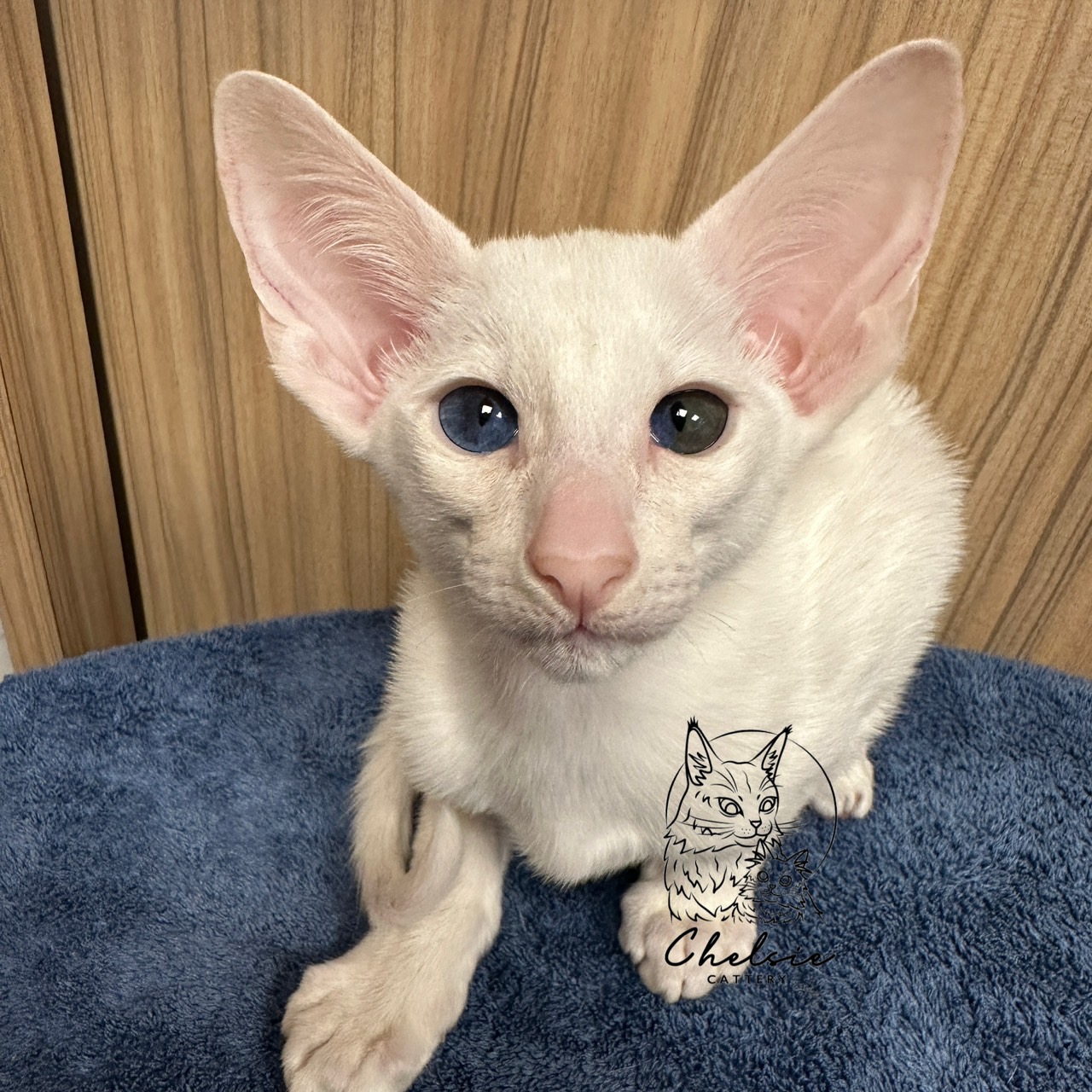 雀而喜貓舍／白色東方短毛貓