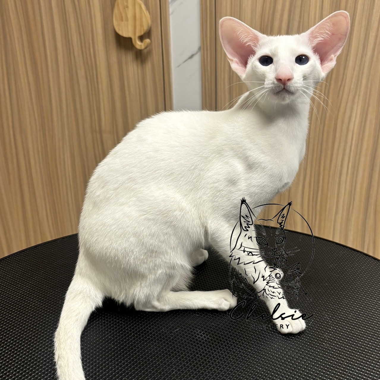 雀而喜貓舍／白色東方短毛貓