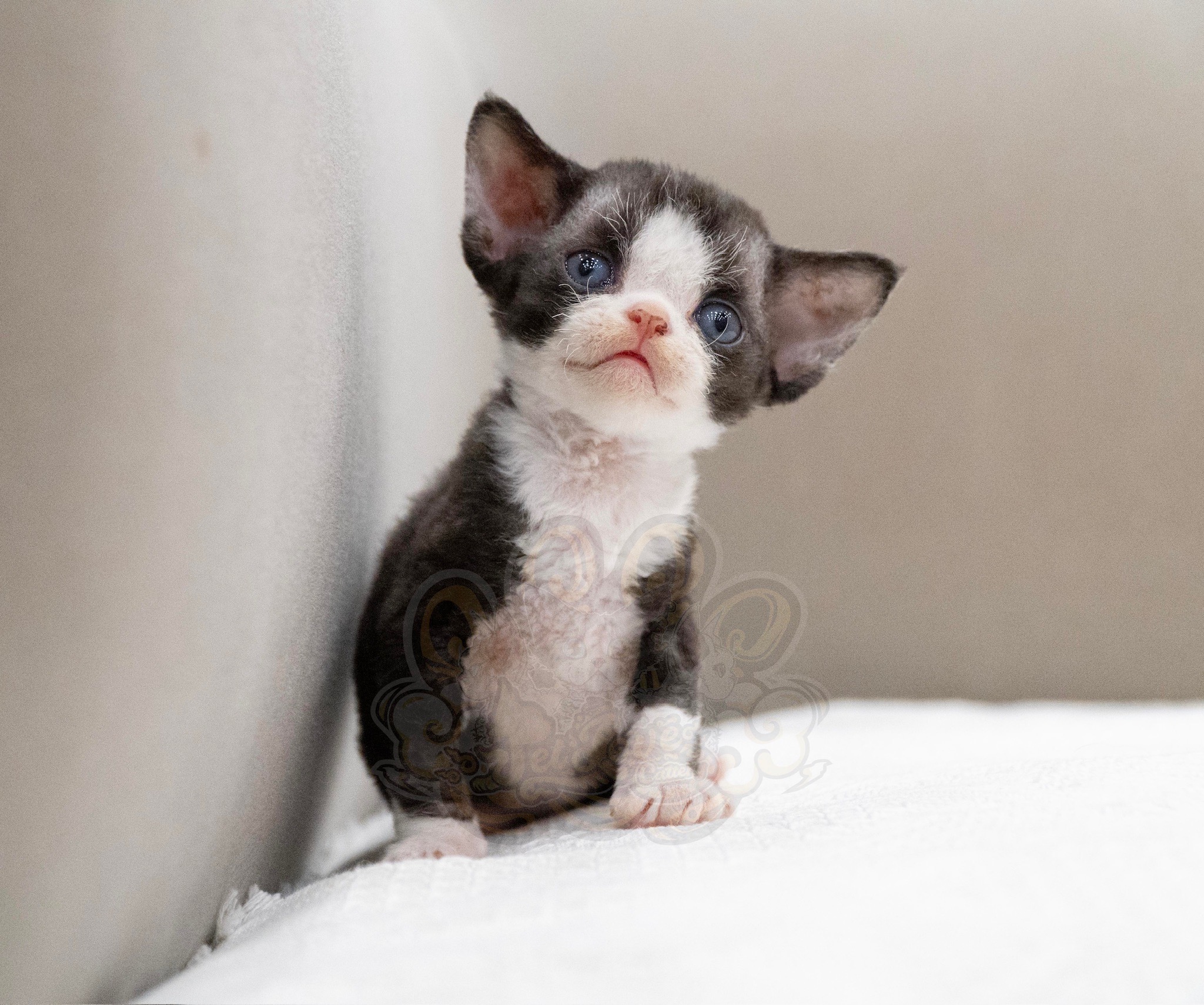 寵愛貓舍／黑白賓士德文捲毛貓