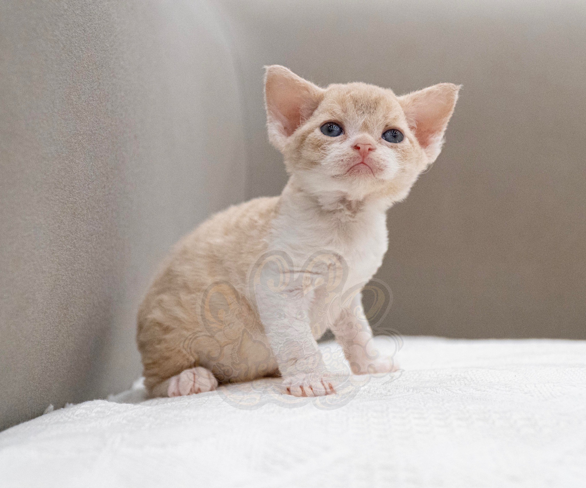 寵愛貓舍／凱米爾加白德文捲毛貓