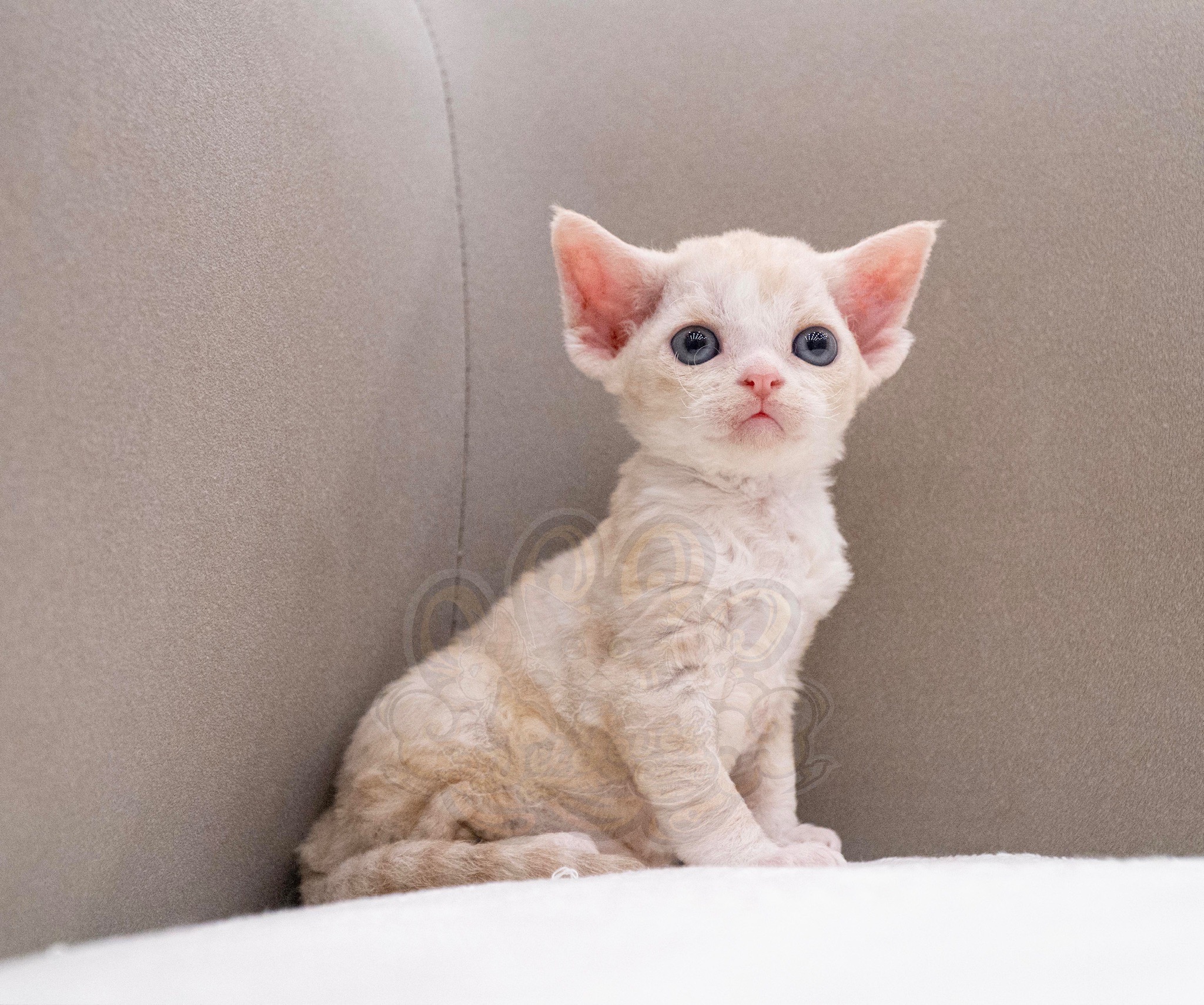 寵愛貓舍／凱米爾加白德文捲毛貓