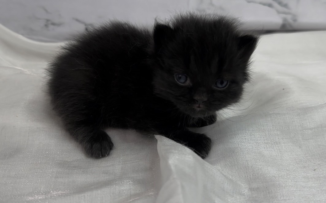 華貴皇族國際專業貓舍／小黑炭英國短毛貓