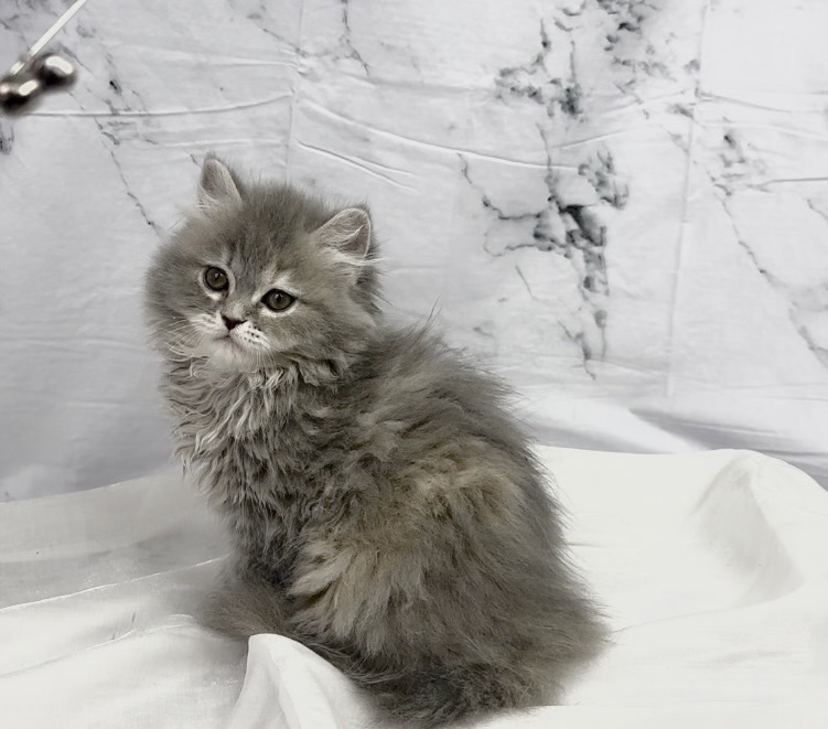 華貴皇族國際專業貓舍／銀藍色英國長毛貓