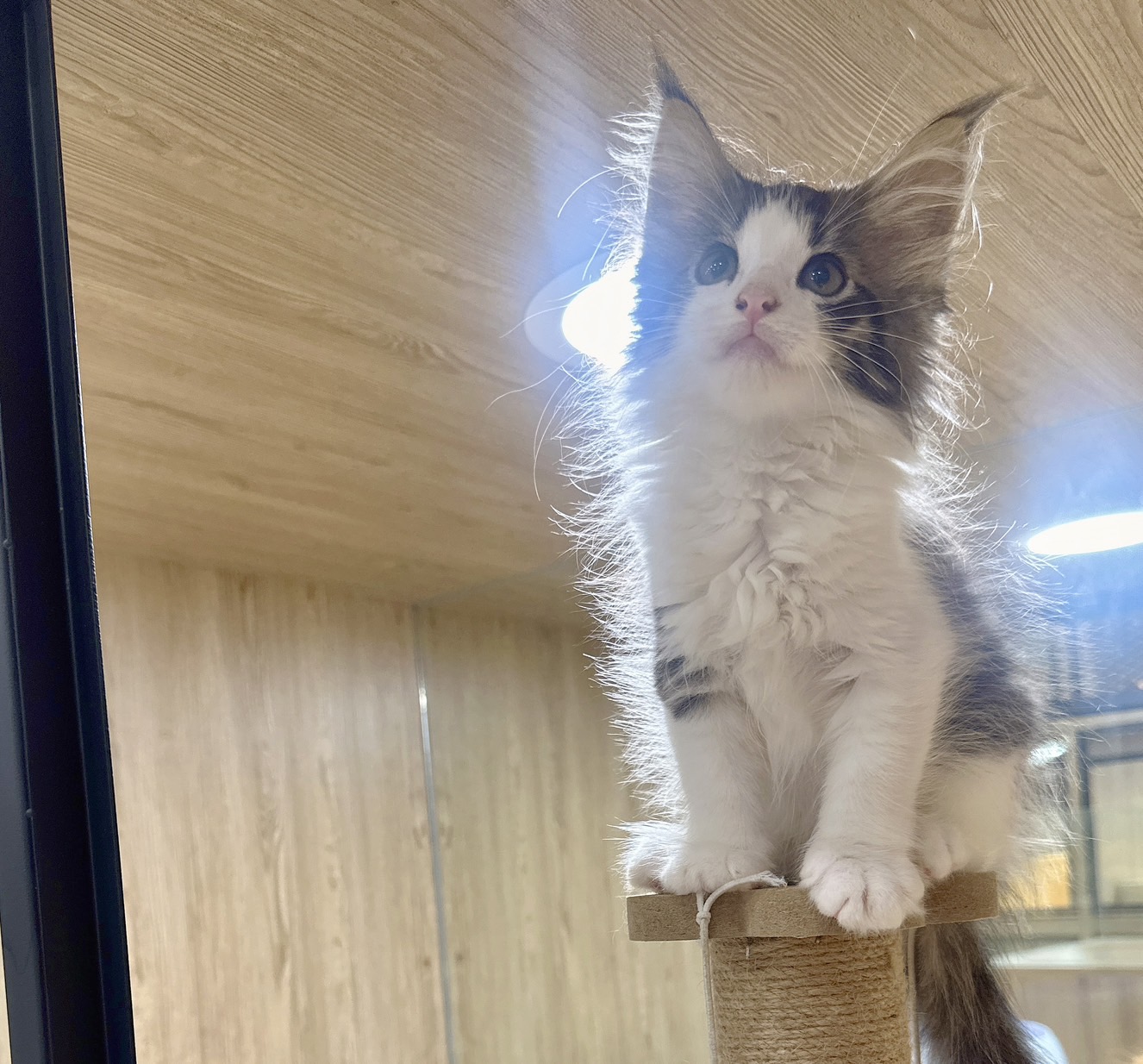 喜得貓社／棕白色挪威森林貓