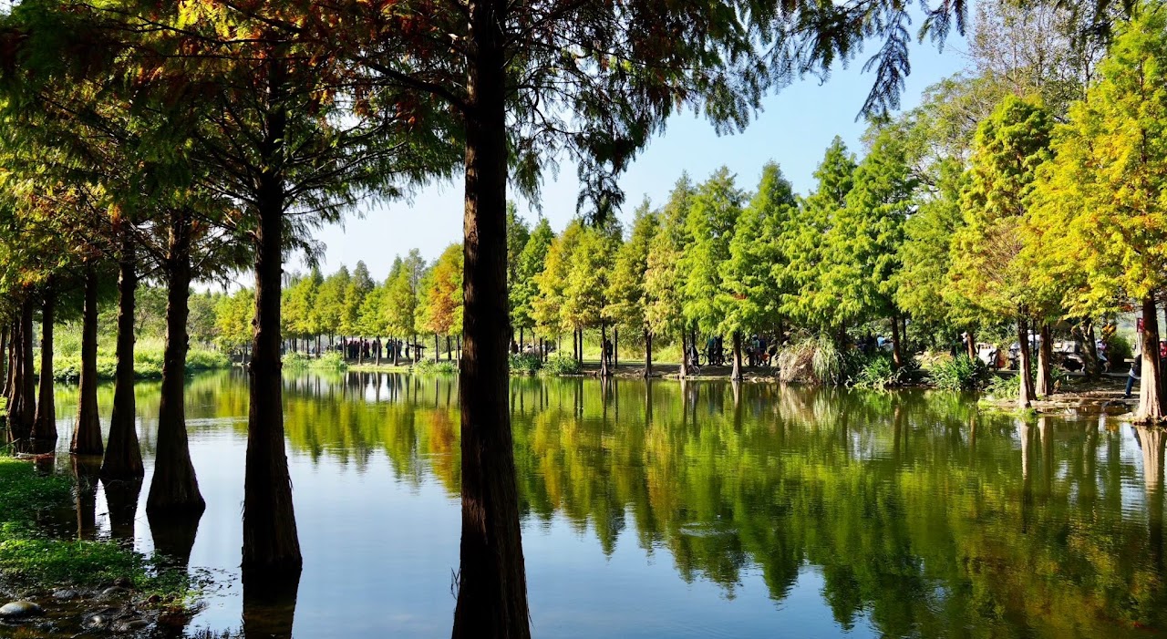 『汪喵揪了走』桃園落羽松浪漫茶香一日遊